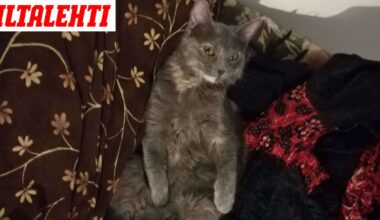 Tua Korhonen oli lähdössä Kuopioon kissansa kanssa – Sitten Josefin pomppasi yhtäkkiä junan alle, eikä kukaan tiedä, missä se on