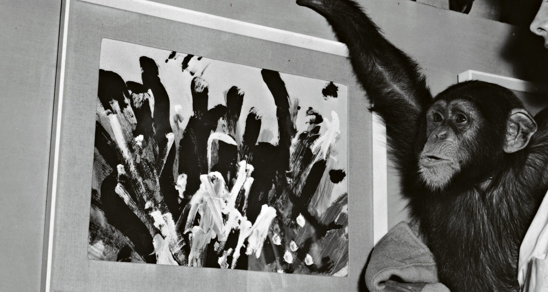 Ylistetty taiteilija Pierre Brassau olikin simpanssi
