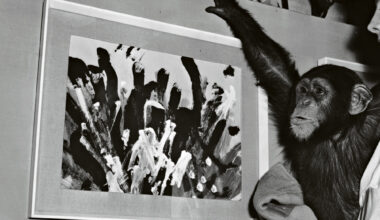 Ylistetty taiteilija Pierre Brassau olikin simpanssi