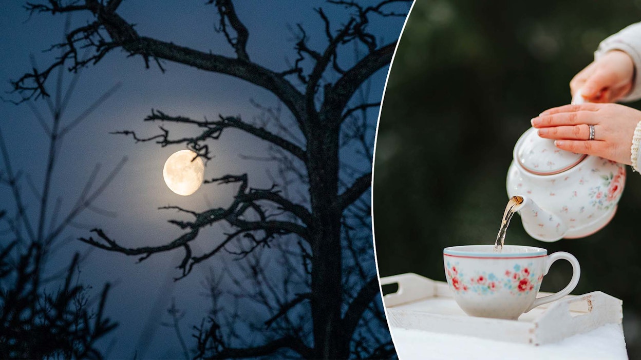 Kuun maaperässä kasvaneet teekasvit kukoistivat, juurtuivat ja kasvoivat yhtä voimakkaasti kuin Devonin maaperässä kasvaneet.