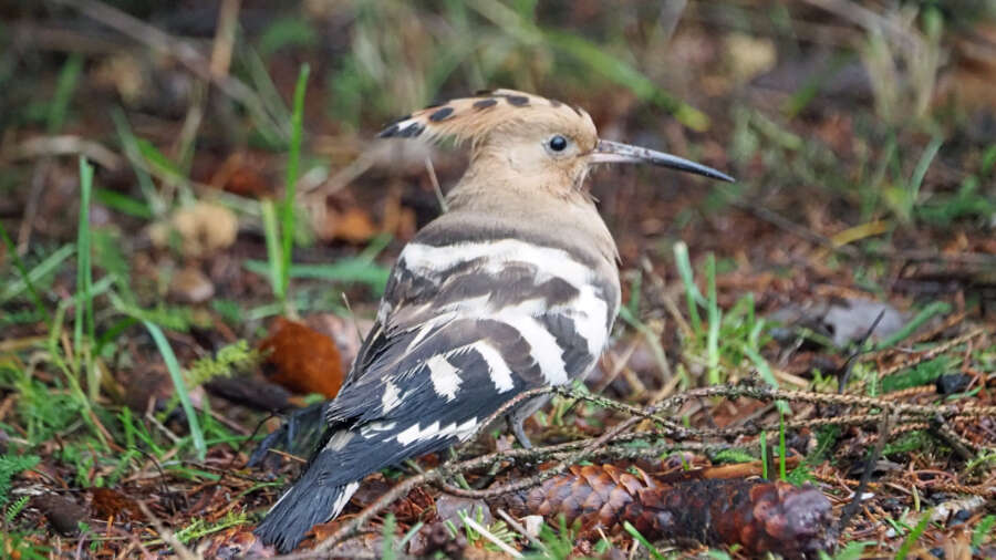 Luontokuvaaja sai joululahjan – Kuvasi harvinaisen linnun Ugissa