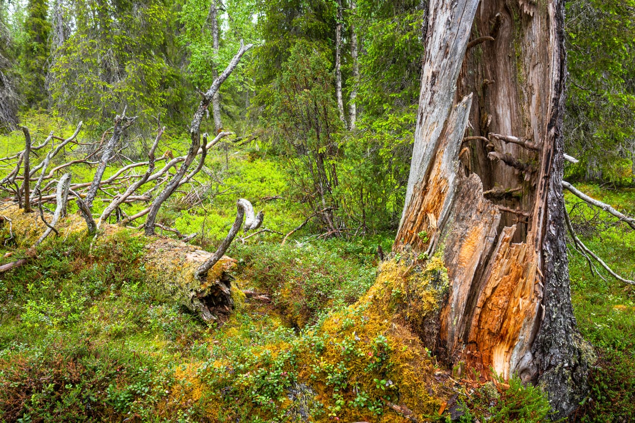 Katramoroston ikikuusikkoa Sodankylässä.