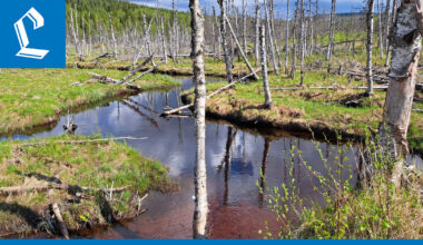 Yritykset suojelevat pohjoisesta soita luontolahjana 108-vuotiaalle Suomelle