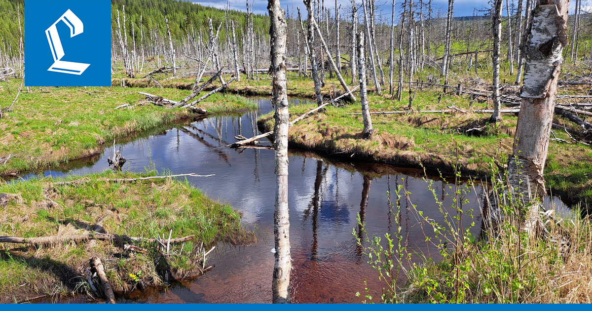 Yritykset suojelevat pohjoisesta soita luontolahjana 108-vuotiaalle Suomelle