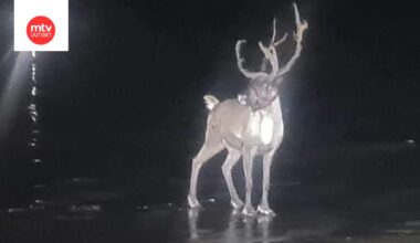 Buddy-poro karkasi joulutapahtumasta hiekkadyyneille Britanniassa.