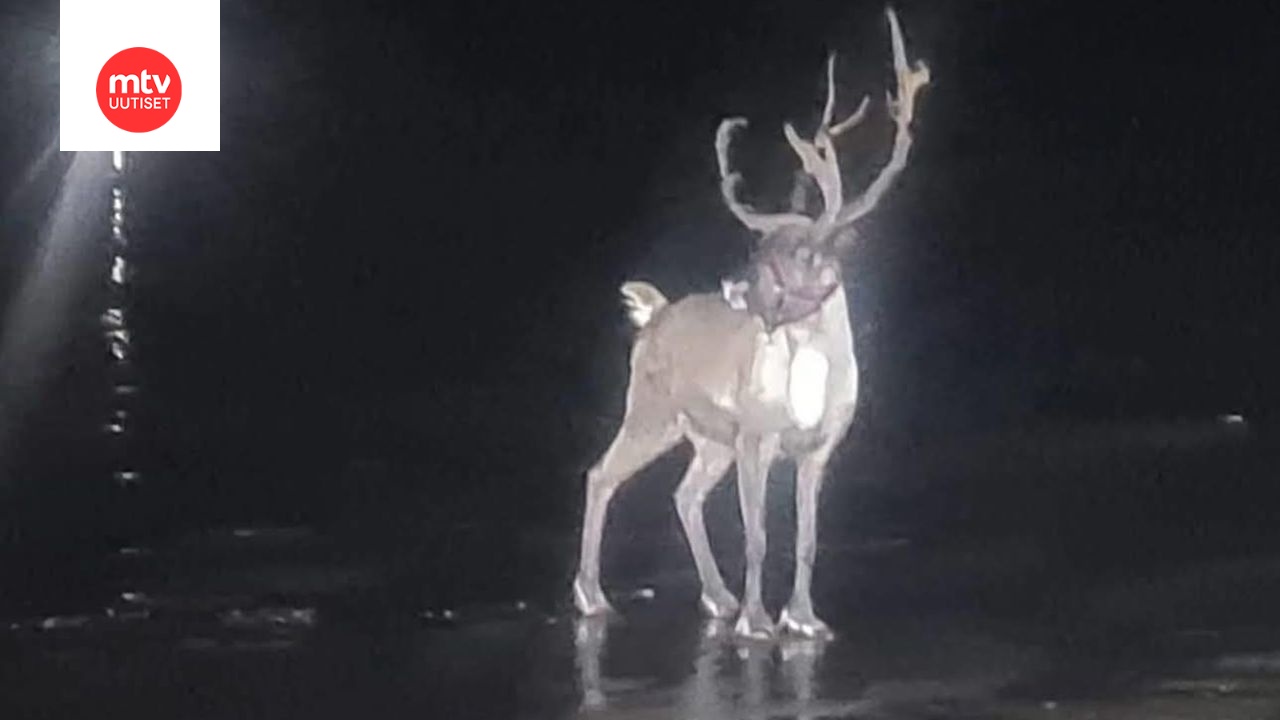 Buddy-poro karkasi joulutapahtumasta hiekkadyyneille Britanniassa.