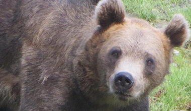 Karhu eksyi jouluparaatiin – kaupunkilaiset kauhistuivat