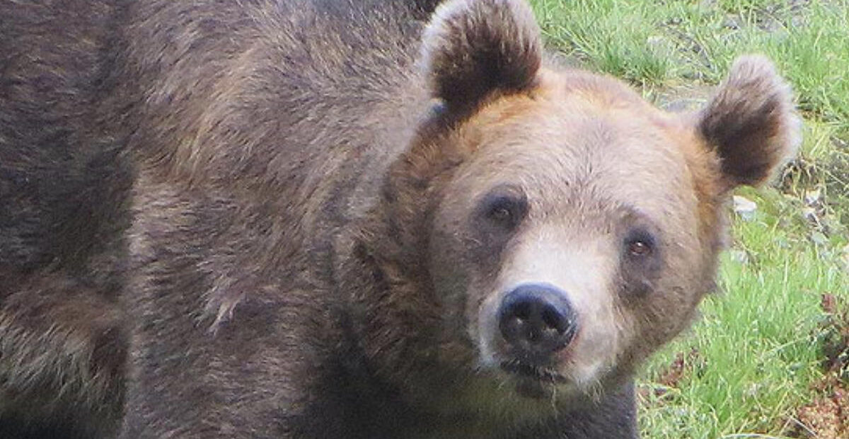 Karhu eksyi jouluparaatiin – kaupunkilaiset kauhistuivat