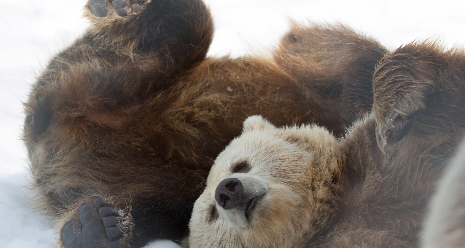 Itsenäisyyspäivänä on tarjolla kuhmolaisesta karhusta kertova dokkari