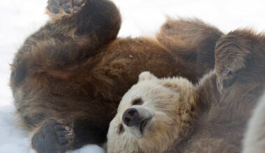 Itsenäisyyspäivänä on tarjolla kuhmolaisesta karhusta kertova dokkari