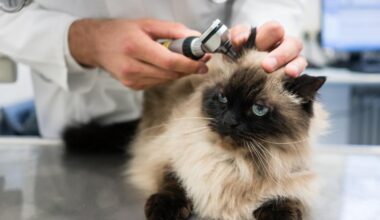 Pieneläinten kunnallisen eläinlääkäripäivystyksen hoitaa vuoden 2026 alusta Papuvet [Tampereen kaupunki