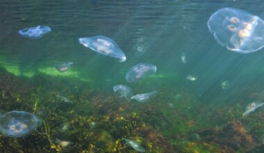 Itämeri.fi-sivusto tarjoaa ajantasaista meritietoa entistä laajemmin ja paremmin visualisoituna