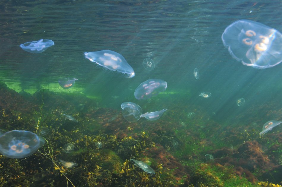 Itämeri.fi-sivusto tarjoaa ajantasaista meritietoa entistä laajemmin ja paremmin visualisoituna