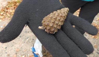 Käpyjen keruu jää talvitauolle – kerääjien innostus iloinen yllätys