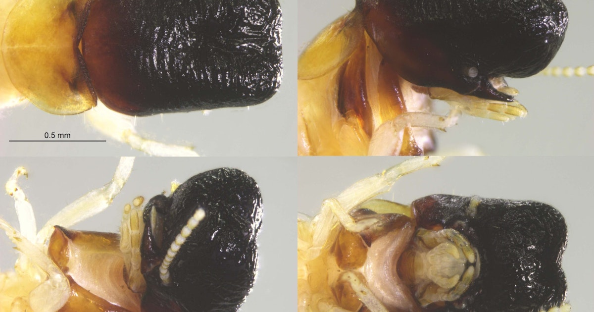 Tutkijat ällistyivät: Äskettäin löydetyllä lajilla on hyvin erikoinen piirre