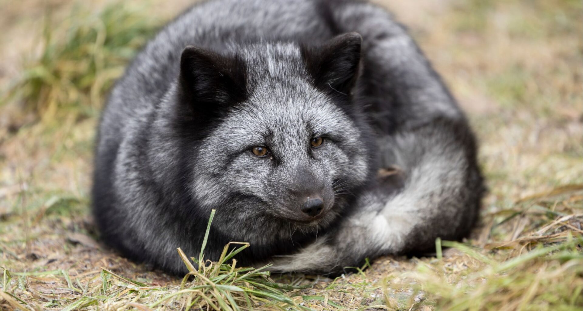 Tarhakettu Sumu karkasi – Tuulispää antoi loppuelämän kodin