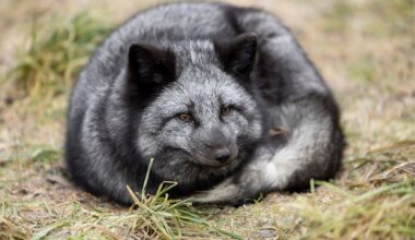 Tarhakettu Sumu karkasi – Tuulispää antoi loppuelämän kodin