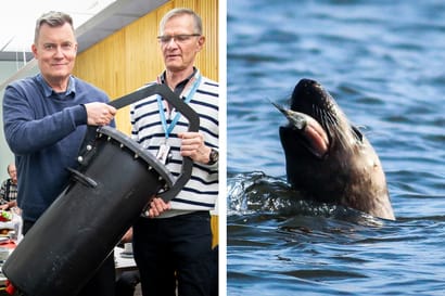 Kalastajat saavat Perämeren hylkeet kuriin vain äänillä, joita ihmiskorva ei kestä  – Tältä vedenalainen karkotin kuulostaa