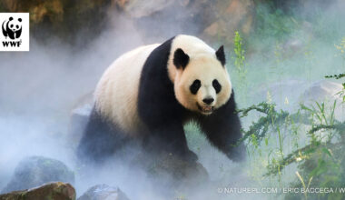 Lahjaksi aineeton ja eettinen, hyvä mielen lahja. – WWF Suomi