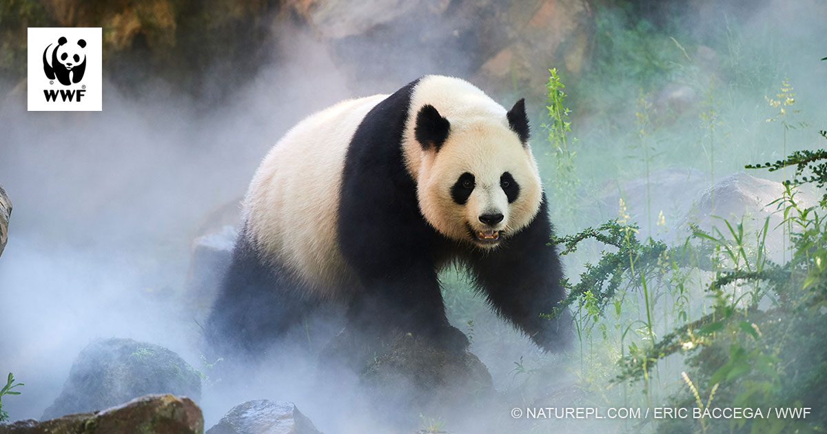 Lahjaksi aineeton ja eettinen, hyvä mielen lahja. – WWF Suomi