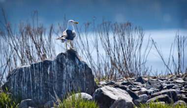 Vuoden 2025 turhakkeeksi valittu kulkuneuvo häiritsee lintuja ja niiden pesintää.