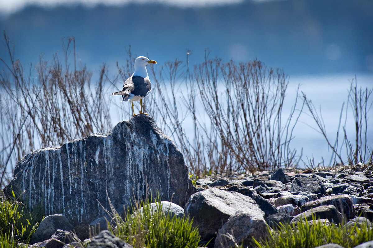 Vuoden 2025 turhakkeeksi valittu kulkuneuvo häiritsee lintuja ja niiden pesintää.