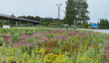 Uuselinympäristöt voivat olla yksi ratkaisu luonnon ja tiivistyvän kaupungin yhteensovittamisessa.