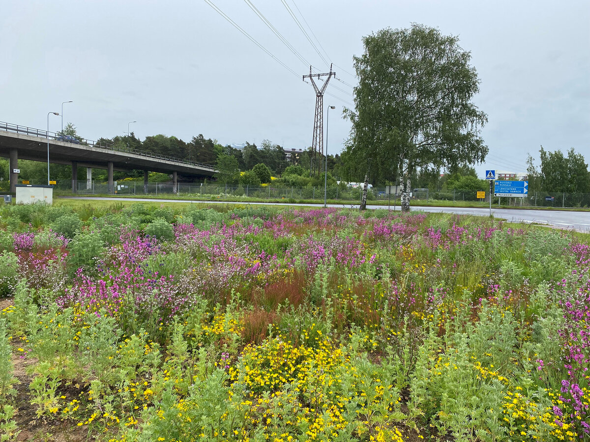 Uuselinympäristöt voivat olla yksi ratkaisu luonnon ja tiivistyvän kaupungin yhteensovittamisessa.