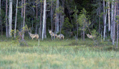 Lukijoilta | Suden kohtaloa ei pidä ratkaista oletuksilla eikä kiireessä