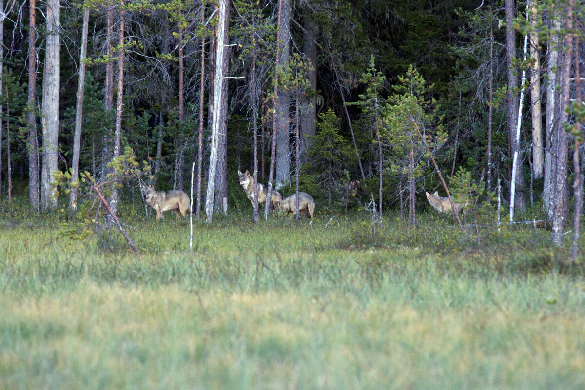 Lukijoilta | Suden kohtaloa ei pidä ratkaista oletuksilla eikä kiireessä