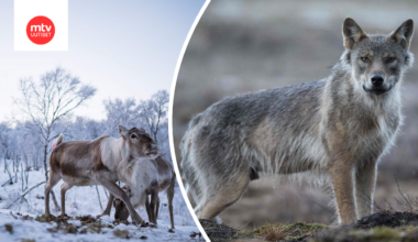 Vuonna 2025 on tilastoitu yli 2000 poroihin kohdistunutta susien hyökkäystä.