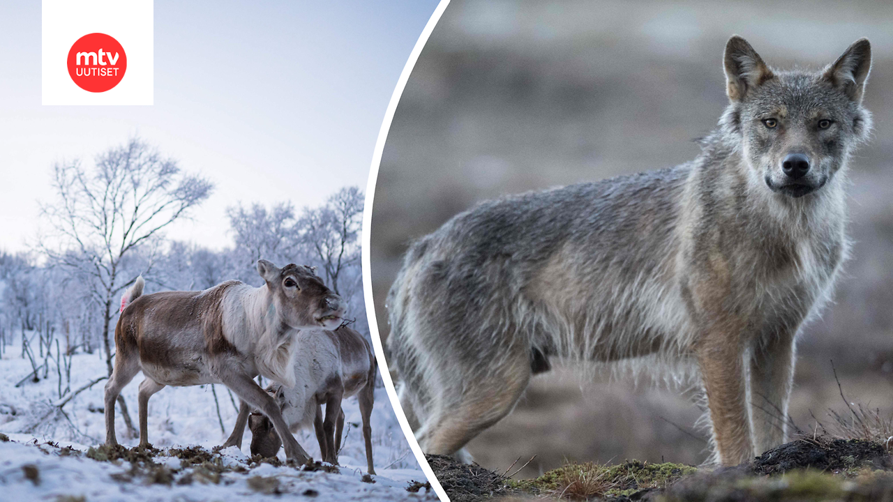 Vuonna 2025 on tilastoitu yli 2000 poroihin kohdistunutta susien hyökkäystä.