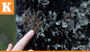 Iiläiset Suokot tekivät poikkeuksellisen metsälahjoituksen Luonnonperintösäätiölle – suurin vuosiin