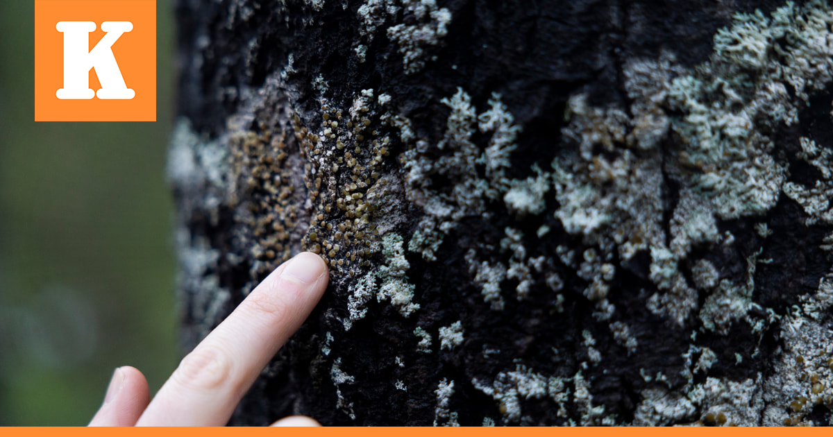 Iiläiset Suokot tekivät poikkeuksellisen metsälahjoituksen Luonnonperintösäätiölle – suurin vuosiin