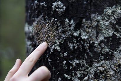 Iiläiset Suokot tekivät poikkeuksellisen metsälahjoituksen Luonnonperintösäätiölle – suurin vuosiin