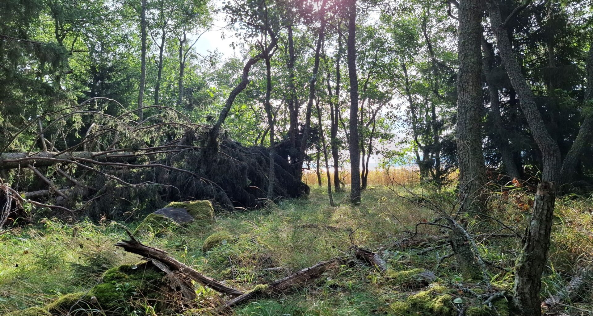 Kuvassa metsämaisemaa.