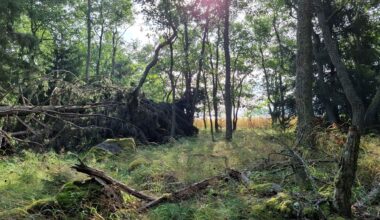 Kuvassa metsämaisemaa.