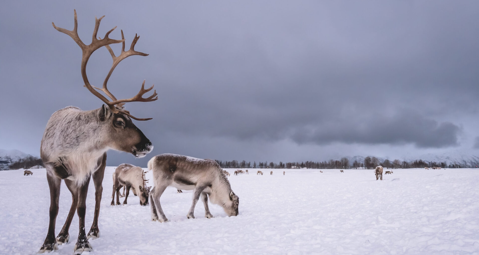 "Onko niitä olemassa?" – Turistit luulivat poroja satuolennoiksi