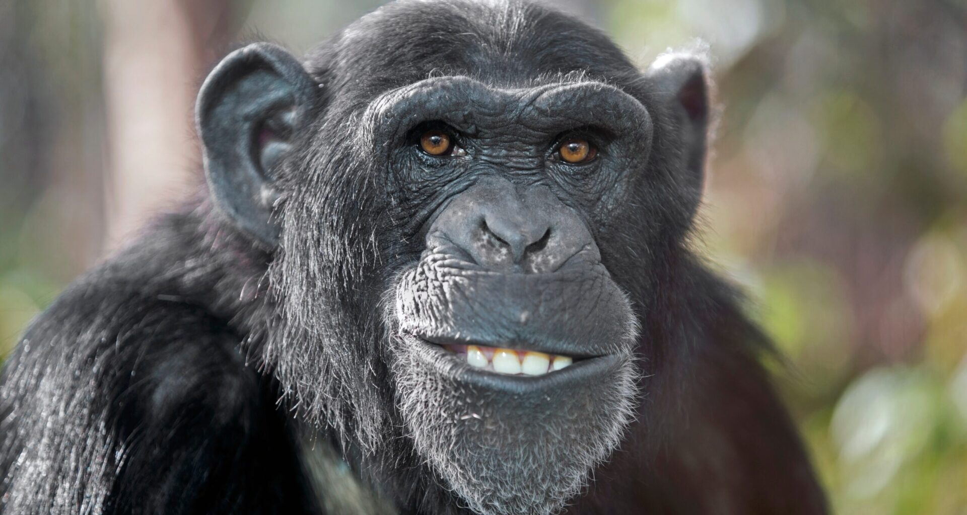 Seura: Ihailtu taidemaalari paljastui simpanssiksi, eikä ollut ainoa – Pablo Picassokin osti apinataiteilijan työn