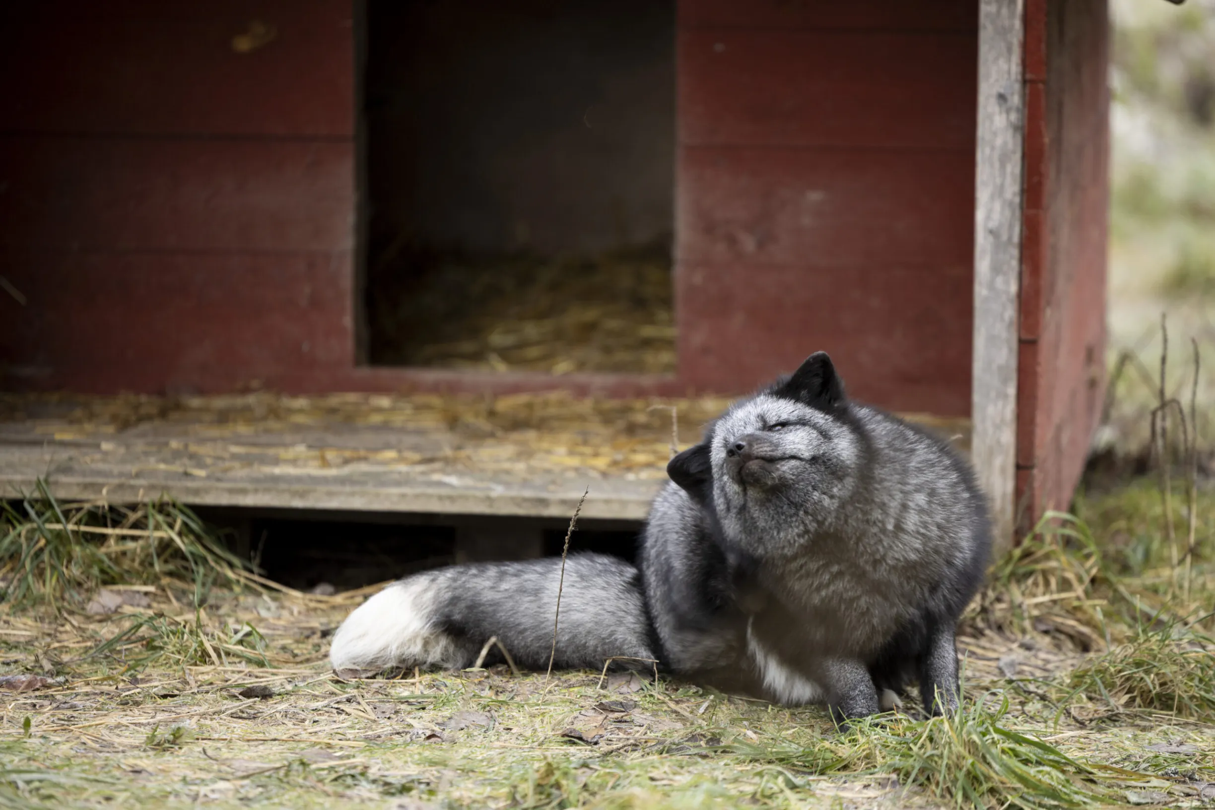 Sumu -kettu Tuulispäässä