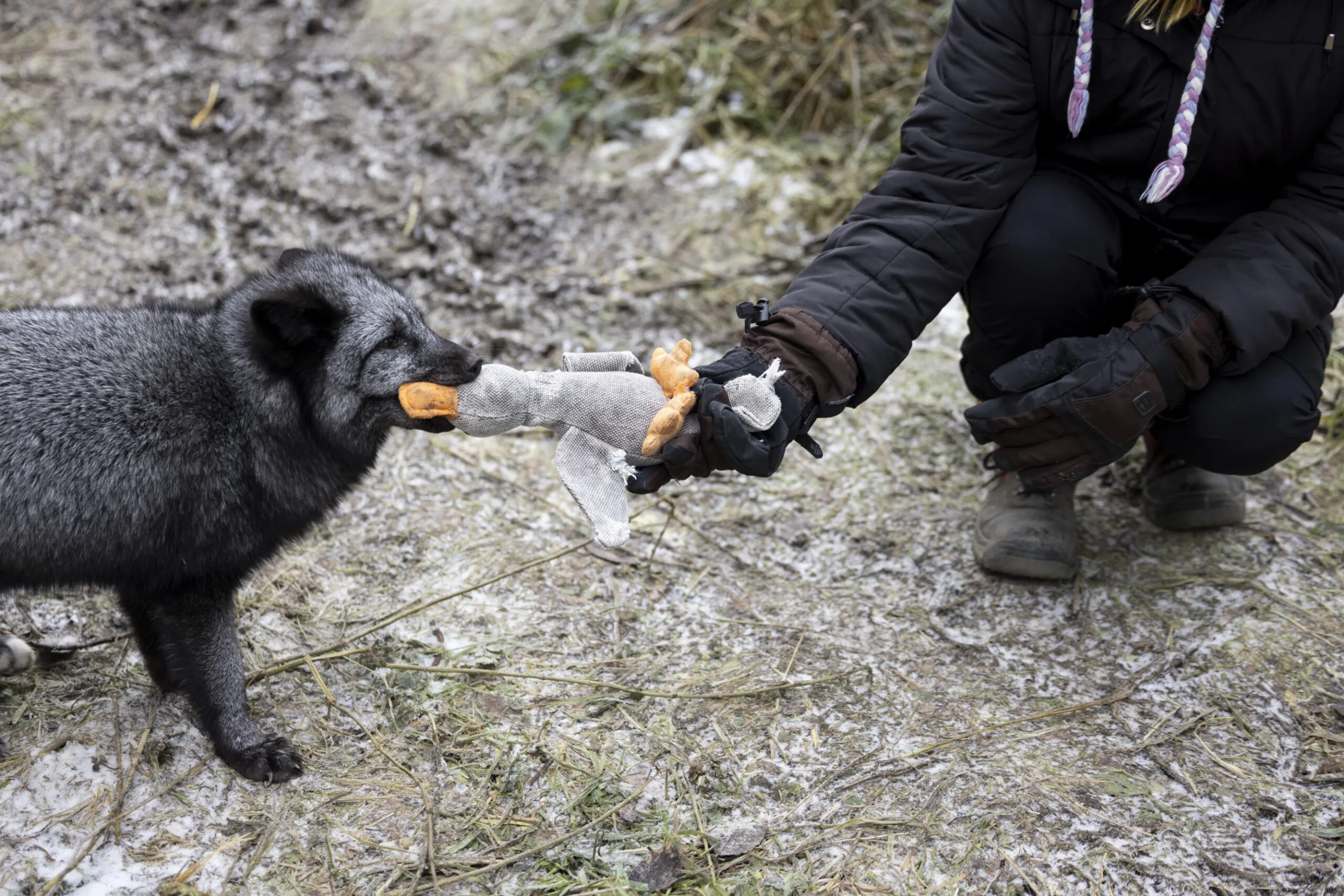 Tuulispään Sumu-kettu