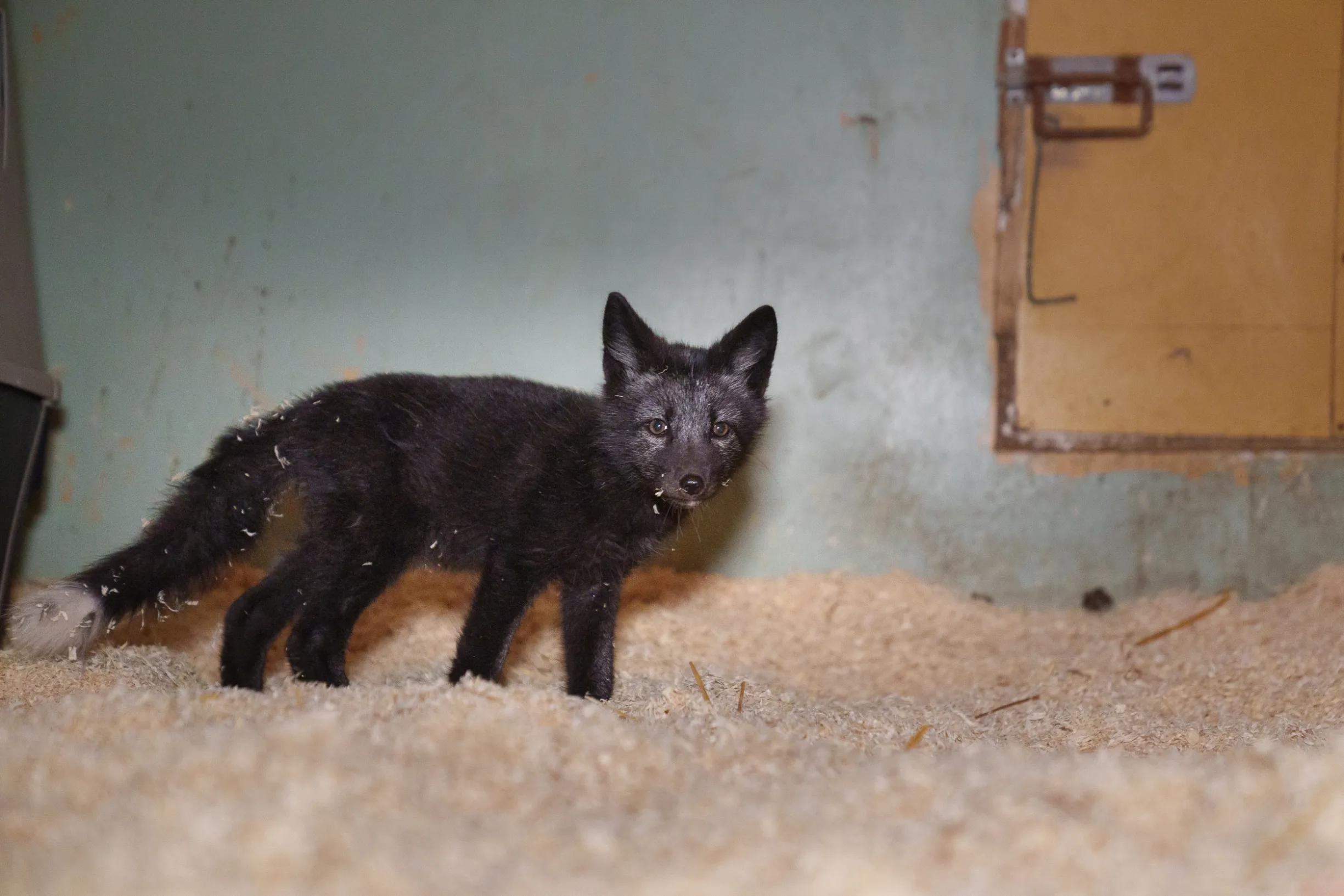 tuulispään sumu-kettu