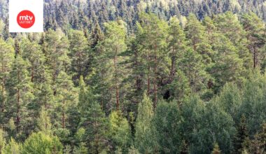 Suomesta löydetty odottamattomia uusia lajeja