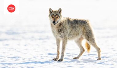 Luonnonsuojeluliitto aikoo tehdä kantelun Euroopan komissiolle laajamittaista sudenmetsästystä.