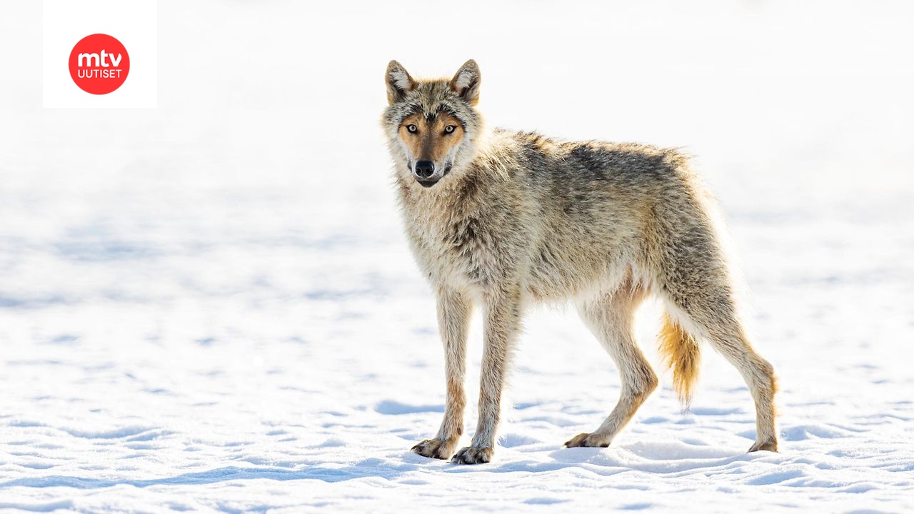 Luonnonsuojeluliitto aikoo tehdä kantelun Euroopan komissiolle laajamittaista sudenmetsästystä.
