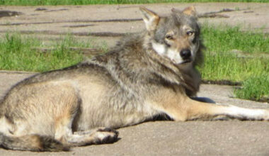 Susi nappasi koiran kotiovelta Virroilla – lemmikki syötiin iltapissalta