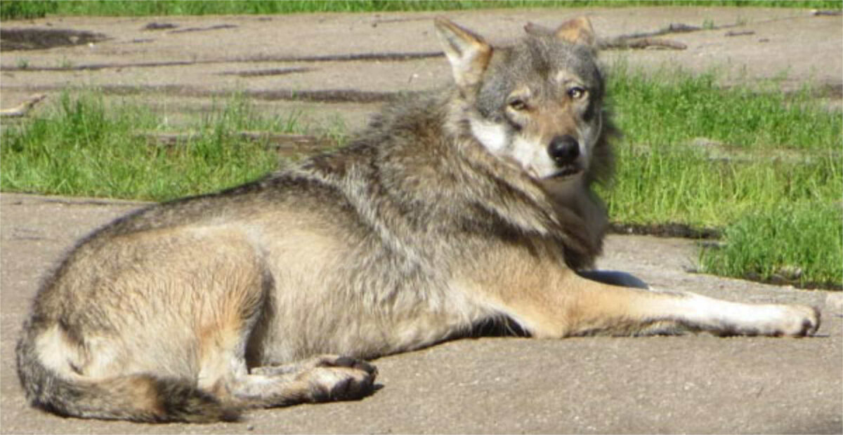 Susi nappasi koiran kotiovelta Virroilla – lemmikki syötiin iltapissalta