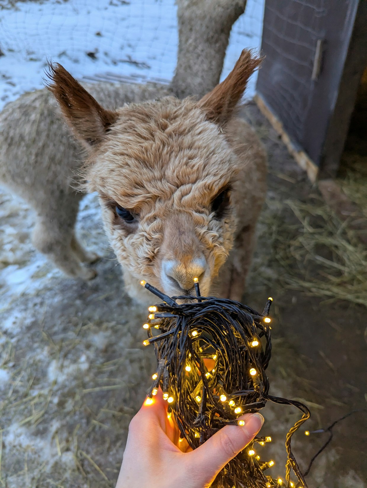 5 kuukauden ikäinen emävasa Hippu tykkää nuuhkia kaikenlaista.