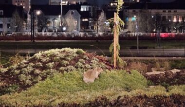 Ensin kuhmolaistaiteilijan teos tuli tallotuksi, nyt se uhkaa päätyä parempiin suihin – ”Kaikkeen saa varautua”