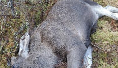 Näin hirvenpyynti on sujunut Itä-Lapissa – Hirvet olivat varsinkin alkusyksystä arkoja